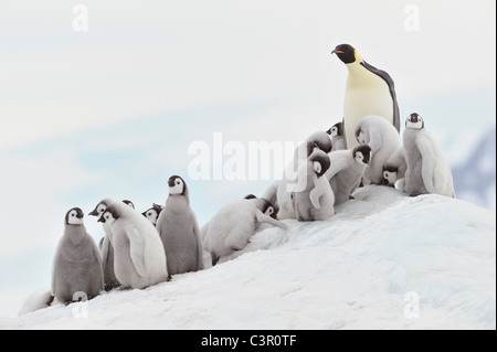 Antarctica, View of emperor penguin in group Stock Photo