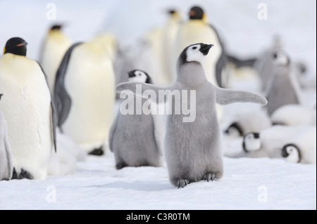 Antarctica, View of emperor penguin in group Stock Photo