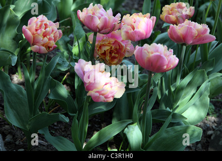 Tulipa Double Late Angelique, May flowering double tulip Stock Photo