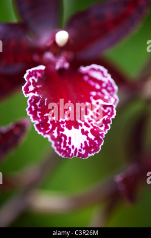Colmanara Masai red orchid flower Stock Photo