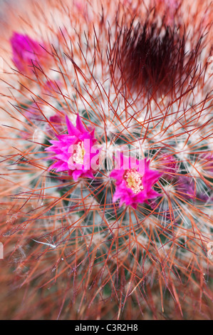 Mammillaria spinosissima. Red headed Irishman cactus flowering Stock Photo