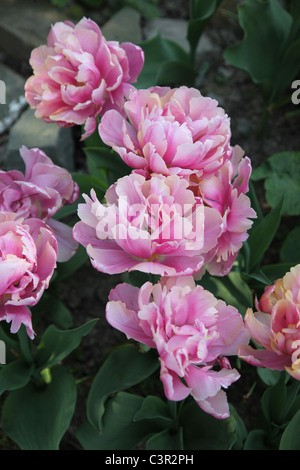 Tulipa Angelique, double late, paeony-flowered tulip Stock Photo
