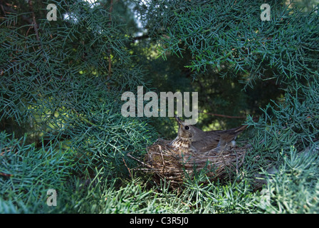 Song Thrush (Turdus philomelos) in its nest in a cypress tree Stock Photo