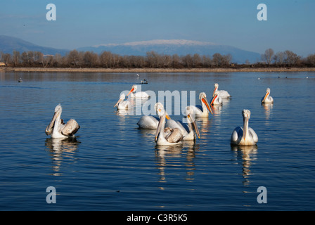 Group of dalmatian pelicans (Pelecanus crispus), lake Kerkini, Greece Stock Photo