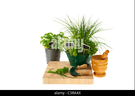 Preparing kitchen herbs on wooden board isolated over white Stock Photo