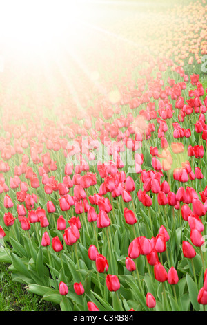 Field with colorful tulips