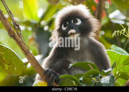 portrait of dusky leaf monkey in tropical tree Stock Photo