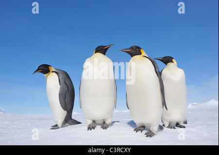 Antarctica, Antarctic Peninsula, Emperor penguins standing on snow hill island Stock Photo