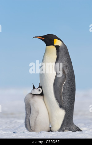 Antarctica, Antarctic Peninsula, Emperor penguin with chick on snow hill island Stock Photo