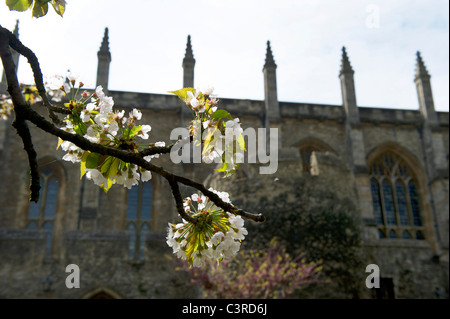 Oxford bathed in sunshine in the spring,a colourful place to visit or study,New College with the blossom out.