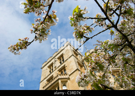 Oxford bathed in sunshine in the spring,a colourful place to visit or study, New College with the blossom.