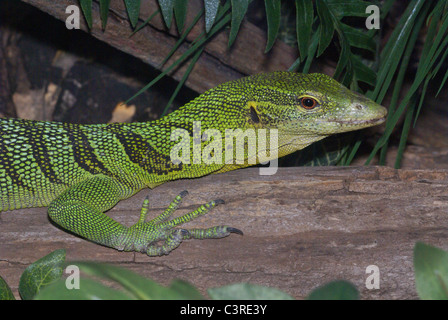 Emerald Tree monitor Varanus prasinus Captive Stock Photo