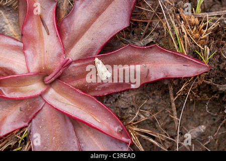 Chapman's Butterwort (Pinguicula planifolia), seepage bog, Gulf coastal plain, Longleaf Pine ecosystem, SE USA, by Dembinsky Photo Assoc Stock Photo