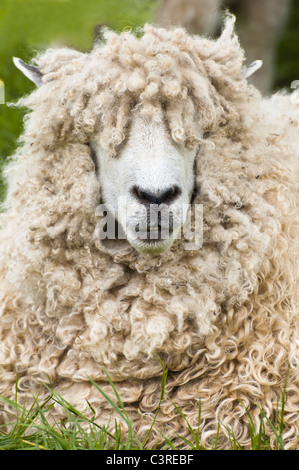 Cotswold ( lion) sheep, close up view of head - with corkscrew wool locks covering the sheeps eyes. Stock Photo