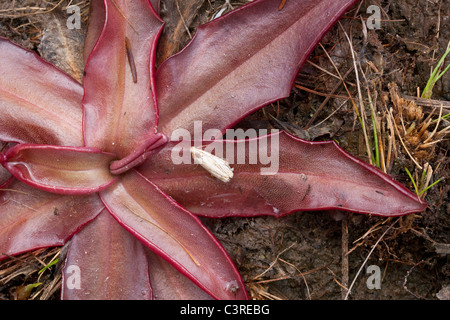 Chapman's Butterwort (Pinguicula planifolia), seepage bog, Gulf coastal plain, Longleaf Pine ecosystem, SE USA, by Dembinsky Photo Assoc Stock Photo