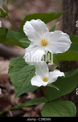 Large White-flowered Trillium grandiflorum Eastern United States, by James D Coppinger/Dembinsky Photo Assoc Stock Photo
