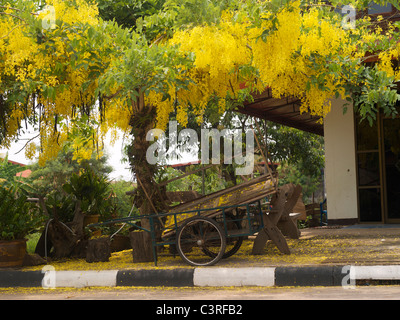 Golden shower tree in bloom Stock Photo