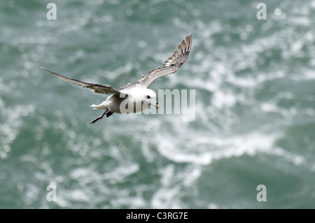 A Fulmar in flight at Ynys Lochtyn, West Wales. Stock Photo