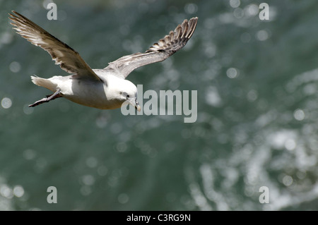 A Fulmar in flight at Ynys Lochtyn, West Wales. Stock Photo