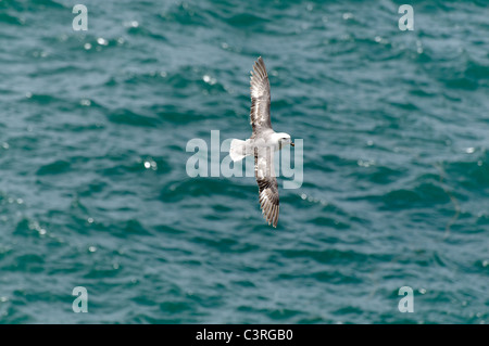 A Fulmar in flight at Ynys Lochtyn, West Wales. Stock Photo