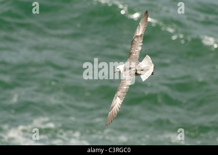 A Fulmar in flight at Ynys Lochtyn, West Wales. Stock Photo