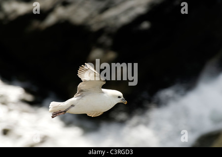 A Fulmar in flight at Ynys Lochtyn, West Wales. Stock Photo