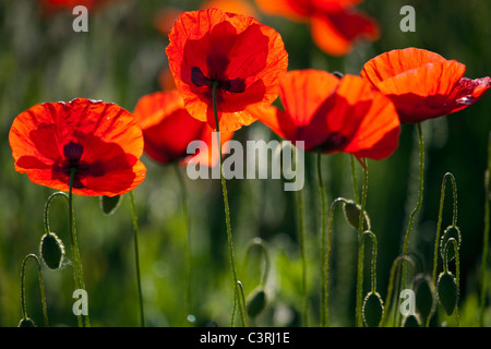 A group of field poppies in sunlight Stock Photo