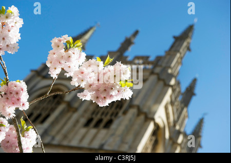 Spring in Oxford and the University looks great in the colours with Merton in the background Stock Photo