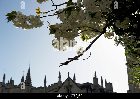 Spring in Oxford and the University looks great in the colours and the spires of Magdalen set them off Stock Photo