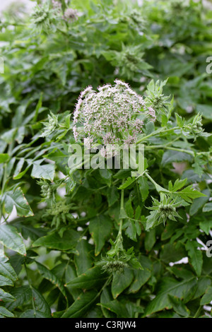 Non-Stinging Hogweed, Black Parsley, Cow Parsley, Melanoselinum decipiens, Apiaceae (Umbelliferae). Macaronesia. Stock Photo