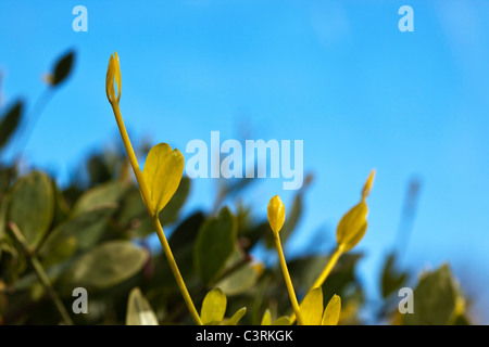 Jojoba (Simmondsia chinensis) Stock Photo