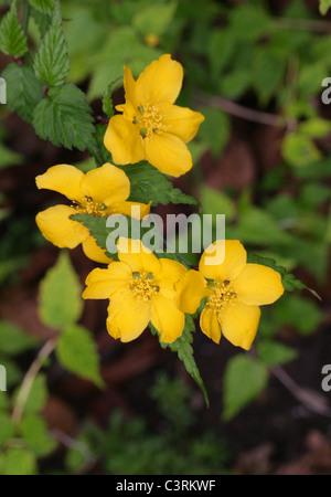 Kerria, Kerria japonica, Rosaceae. Native to Eastern Asia, in China, Japan and Korea. Stock Photo