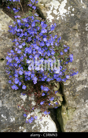 Creeping Speedwell, Veronica peduncularis 'Georgia Blue', Plantaginaceae (Scrophulariaceae). Stock Photo