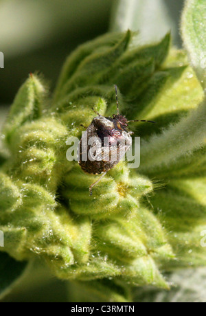 Woundwort Shieldbug or Bronze Shieldbug, Eysarcoris fabricii, Pentatomidae, Heteroptera, Hemiptera. A Shield or Stink Bug. Stock Photo