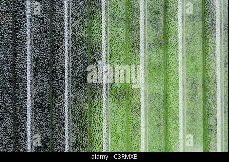 Condensation on a corrugated plastic sheet covering vegetable seedlings Stock Photo