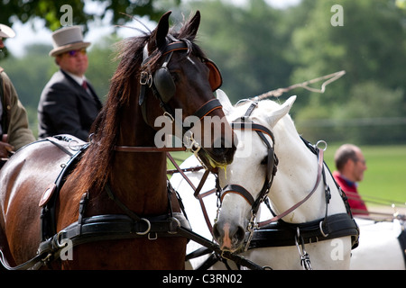 international driving championship royal windsor horse show 2011 in england great britain Stock Photo