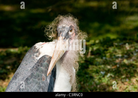 Marabou Stork (Leptoptilos crumeniferus) captive Stock Photo