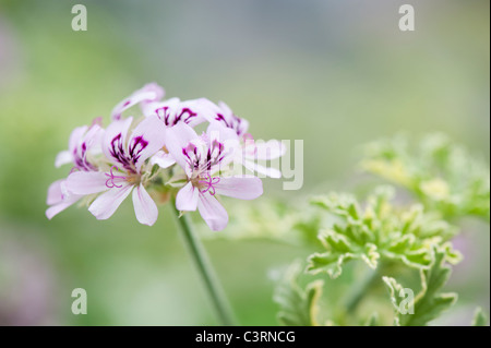 Pelargonium graveolens 'lady plymouth'. Scented Geranium or Old Fashioned Rose Geranium flowers Stock Photo