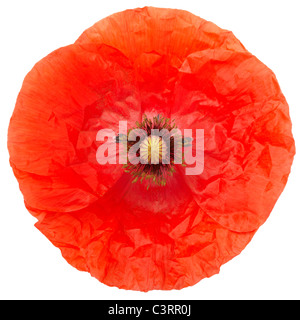 Poppy cut out Stock Photo