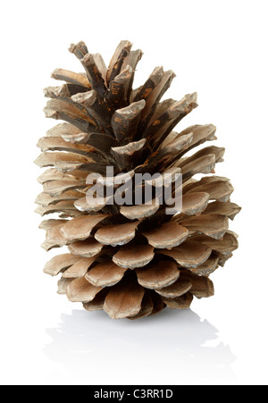 Pine cone Stock Photo