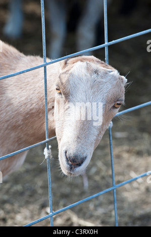 The earless goat, also known as LaMancha goat, was used to help control noxious weeds on Mt. Jumbo in Missoula, Montana. Stock Photo