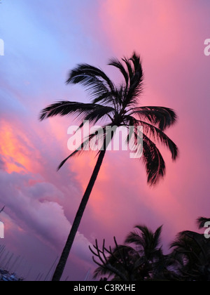 coconut palm tree at sunset, kaneohe Bay, Oahu, Hawaii Stock Photo