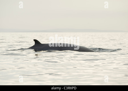 Northern Minke Whale (Balaenoptera acutorostrata) Moray Firth, Scotland, UK Stock Photo