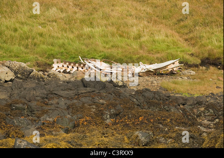 Northern Minke Whale (Balaenoptera acutorostrata) skeleton, Skye, Scotland, UK Stock Photo