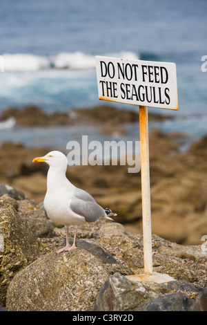 Do Not Feed the Seagulls sign & Seagull, Sennen Cove, Cornwall, UK Stock Photo