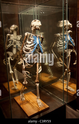 replica of the 3.5 million year old skeleton of Lucy, National museum of Ethiopia, Addis Ababa, Ethiopia Stock Photo