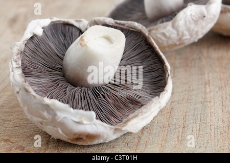 A big flat mushroom on a wooden surface Stock Photo