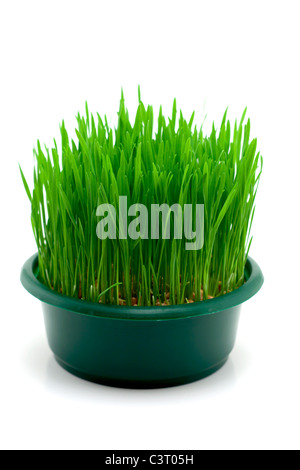 Wheat in green bowl Stock Photo