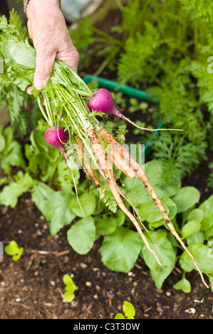 Fresh radish and over-wintered carrots pulled from vegetable planter in May Stock Photo
