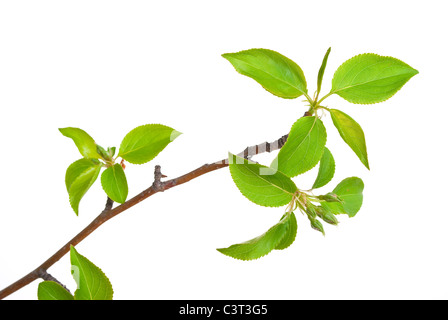 Branch apple tree with spring buds isolated on white Stock Photo